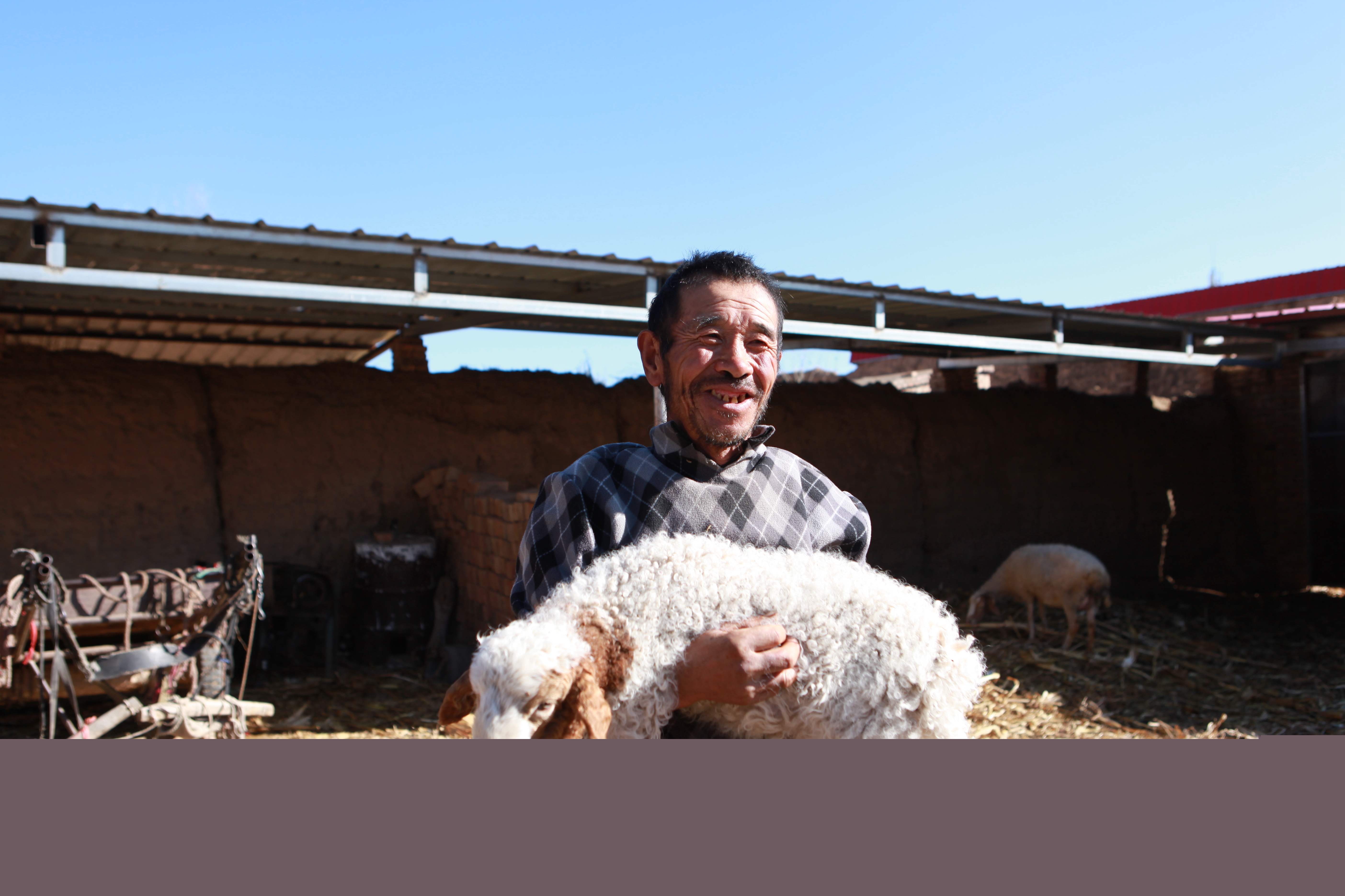 養(yǎng)殖羊給村民帶來新收入。趙菊芳攝。_副本.jpg